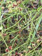 Image of San Saba pinweed