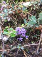 Image of Calistoga ceanothus