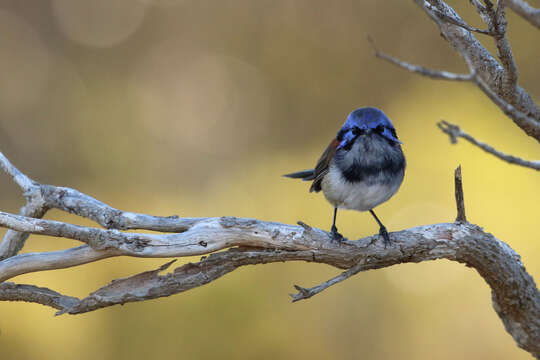 Image of Blue-breasted Fairy-wren