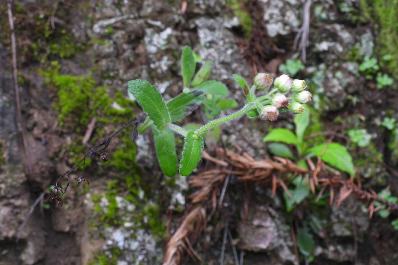 Image de Eschenbachia japonica (Thunb.) J. Kost.