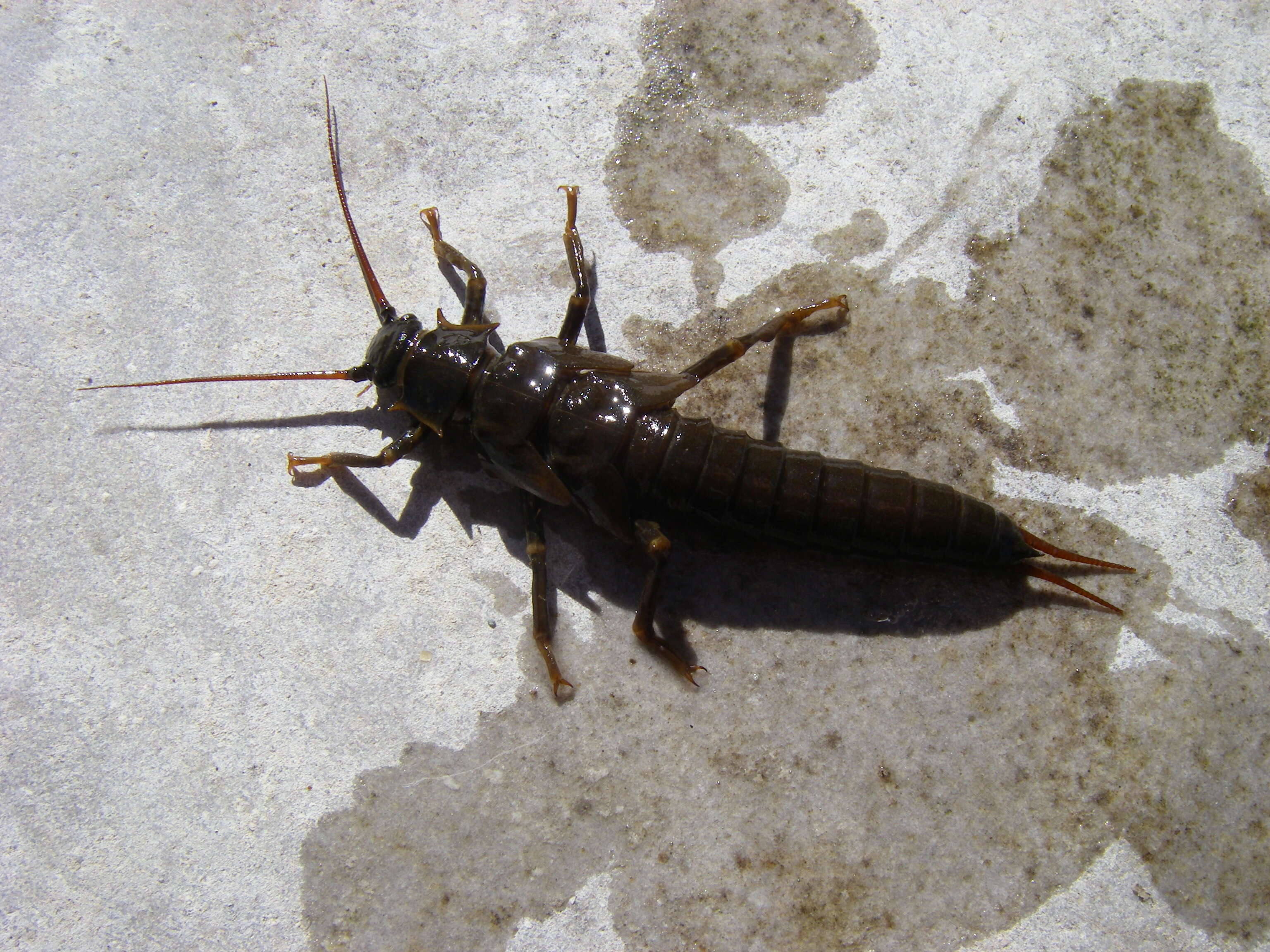 Image of Giant Salmonfly