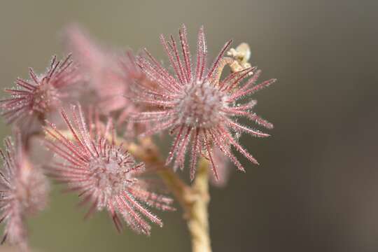 Image of Heliocarpus terebinthinaceus (DC.) Hochr.