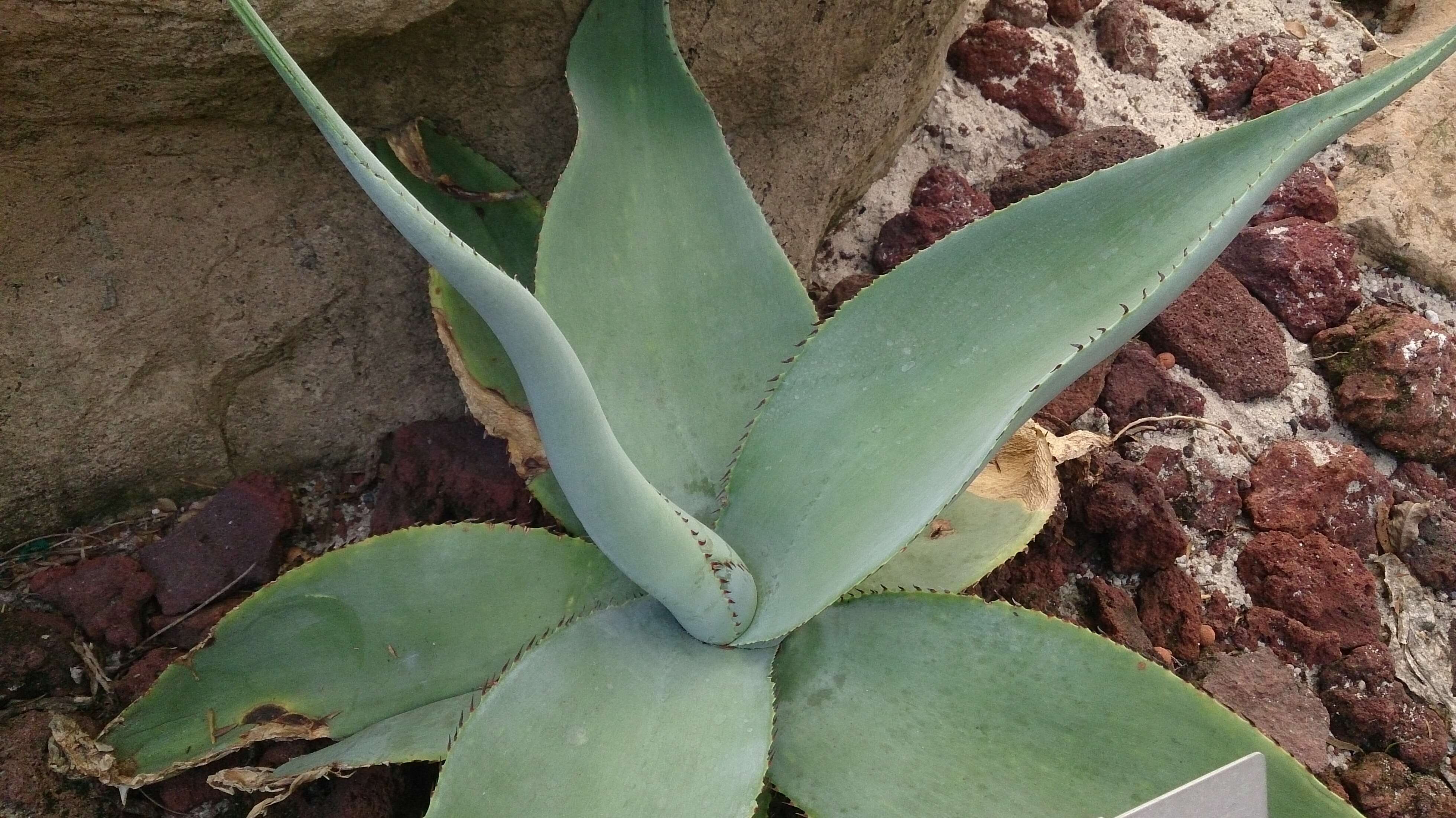 Image of Silvery agave