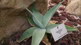 Image of Silvery agave