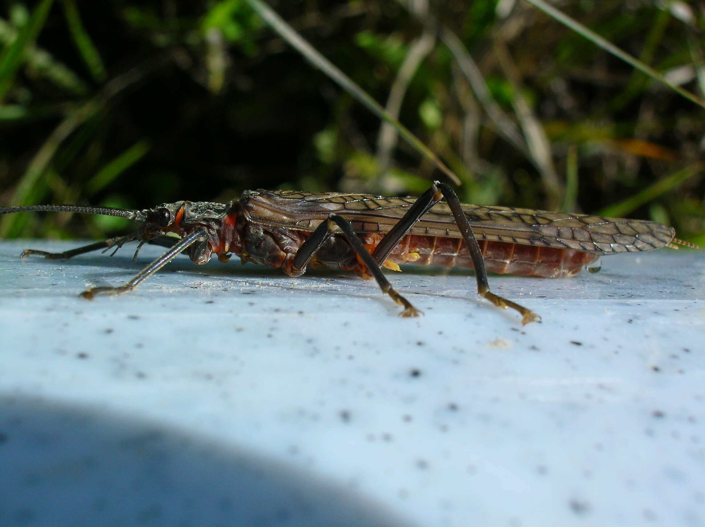 Image of Giant Salmonfly