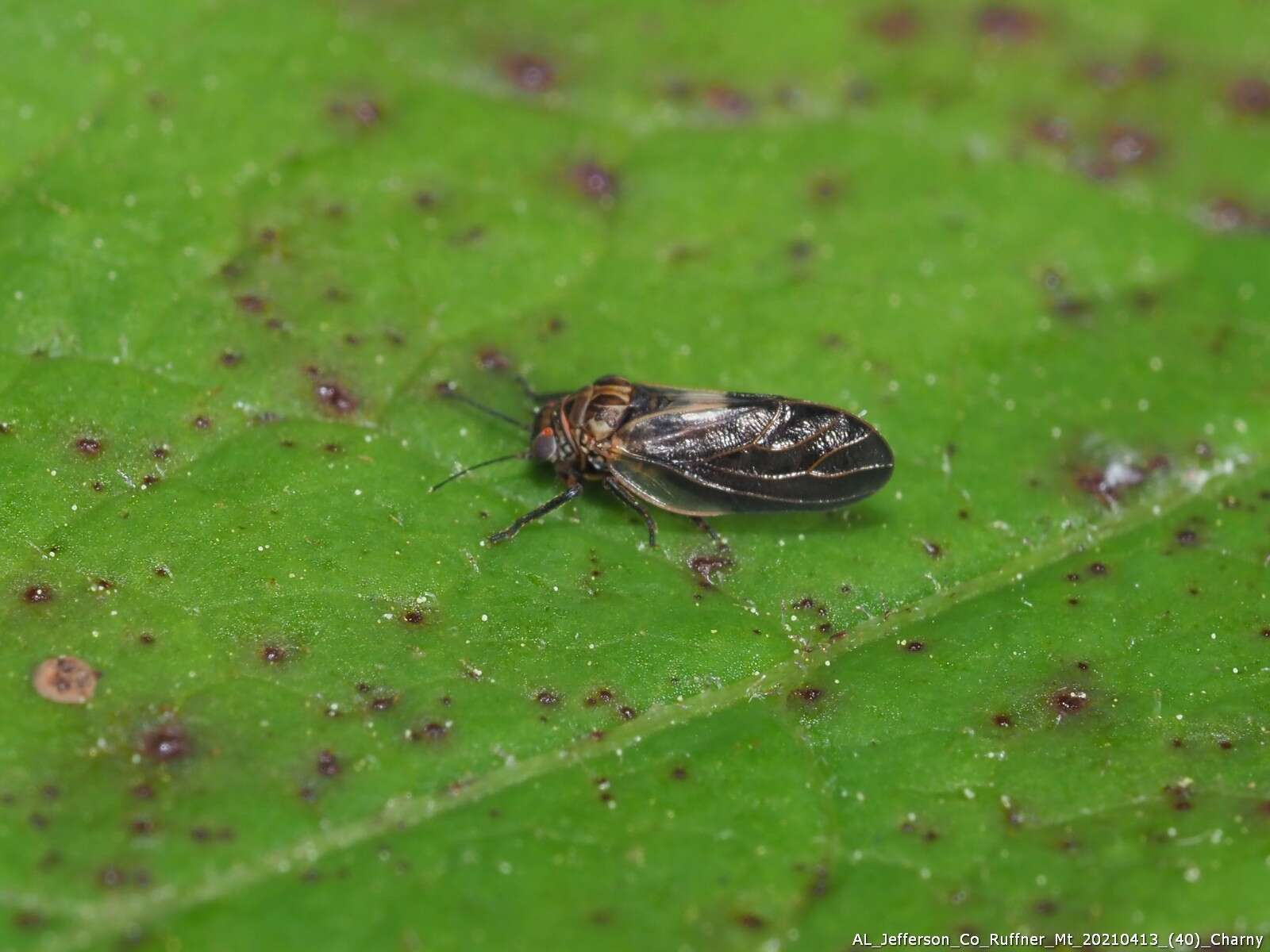 Image of Pachypsylla celtidisinteneris Mally 1894