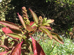 Image of Phytolacca octandra L.