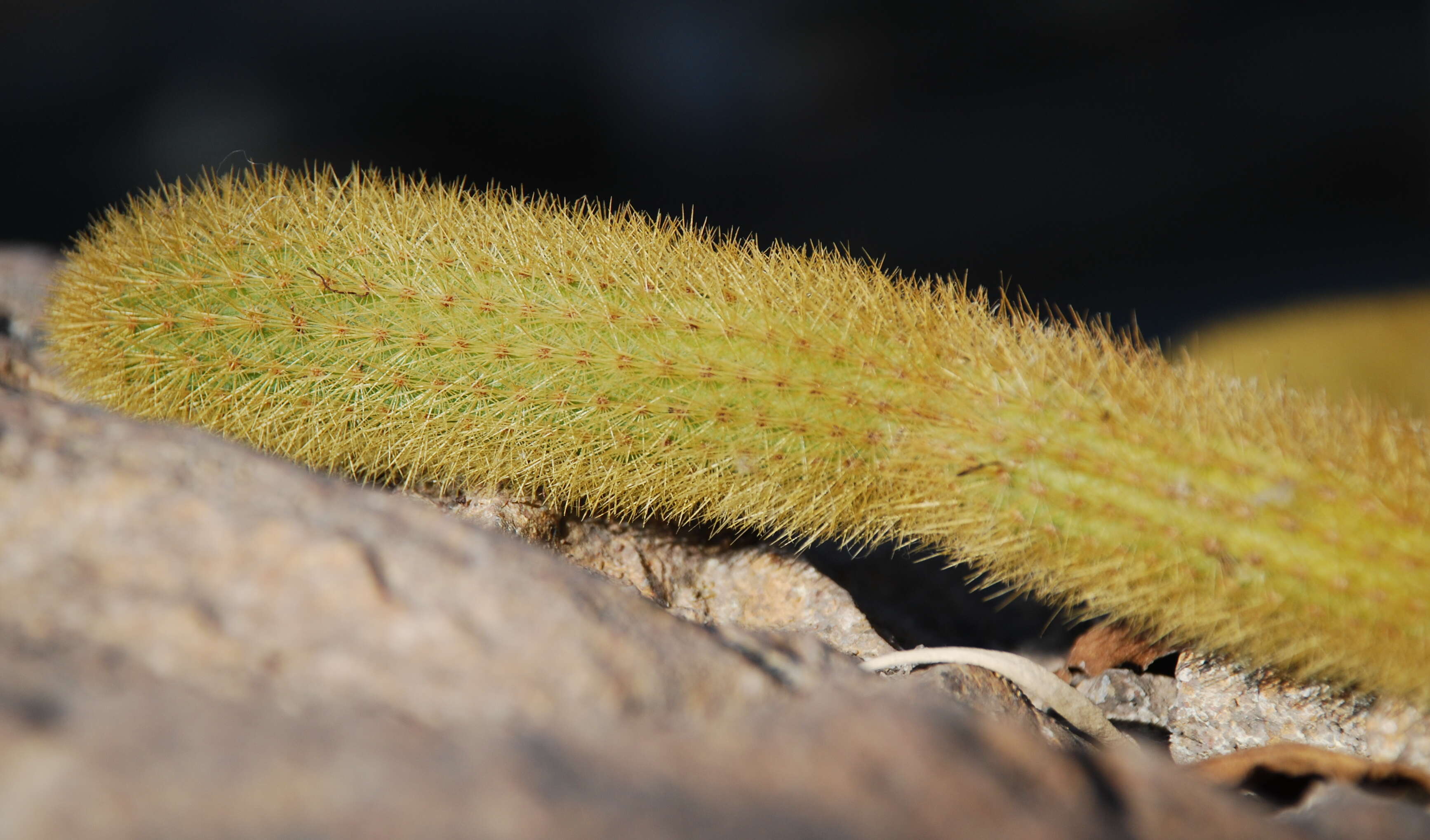 صورة Cleistocactus winteri D. R. Hunt