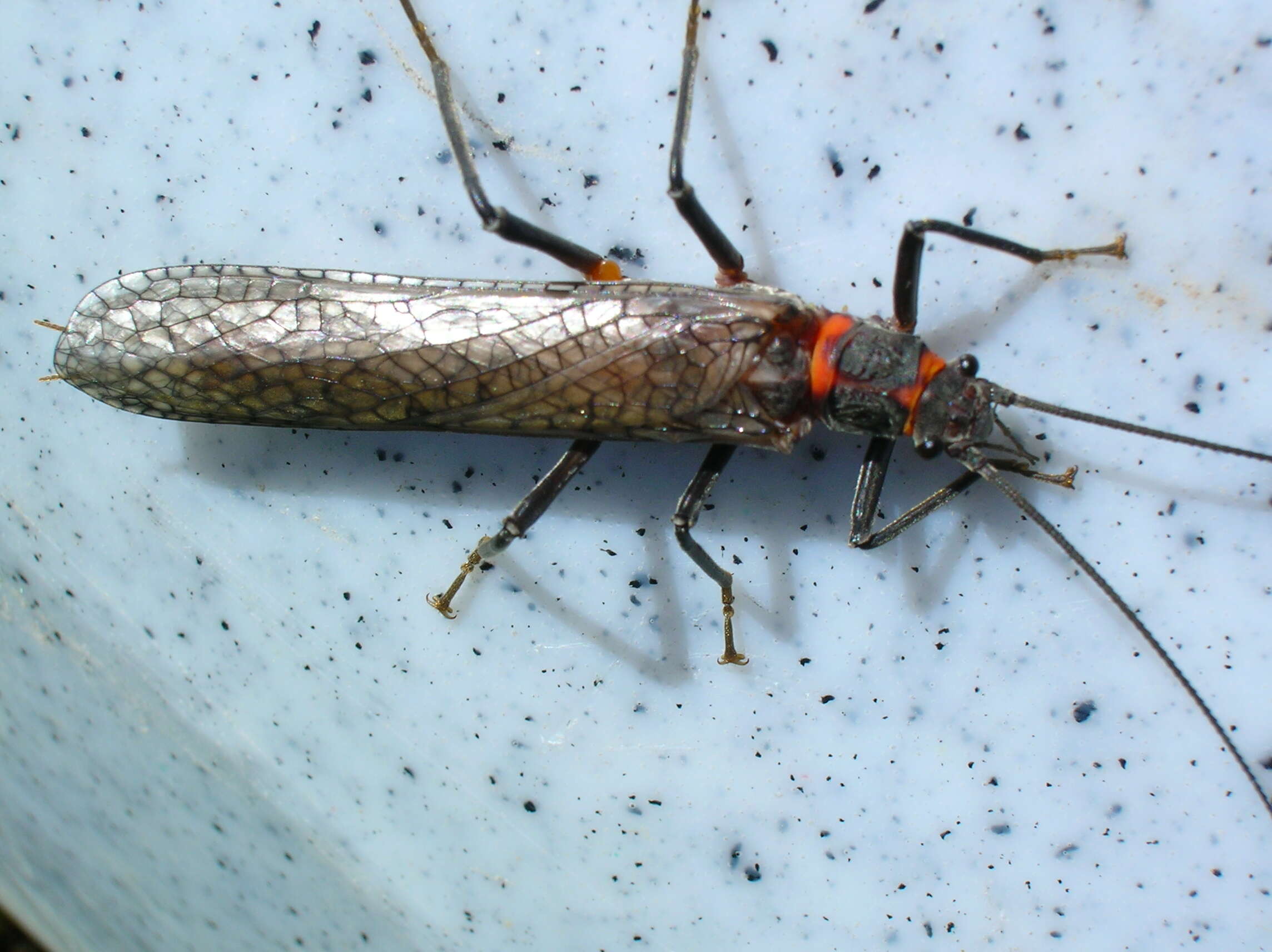 Image of Giant Salmonfly