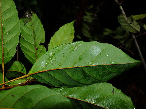 Image of Conceveiba guianensis Aubl.