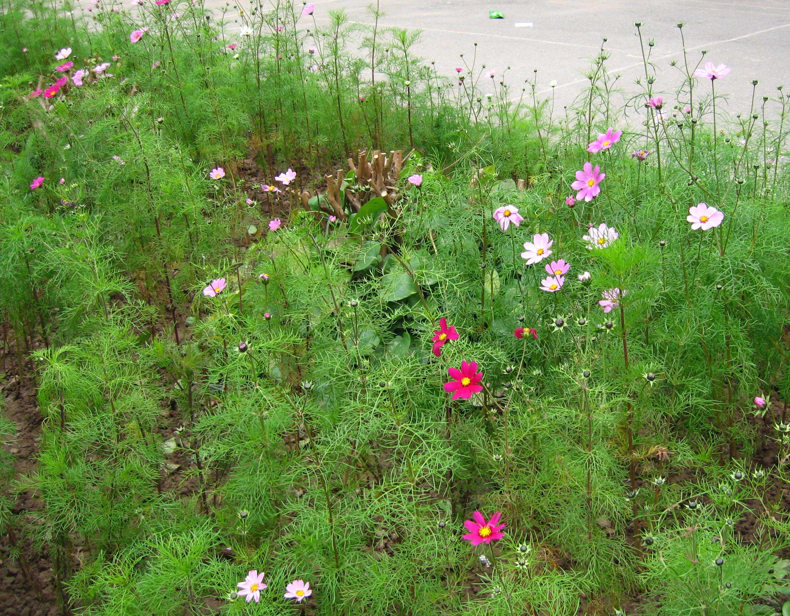 Image of garden cosmos