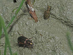 Image of Agonum (Agonum) marginatum (Linnaeus 1758)