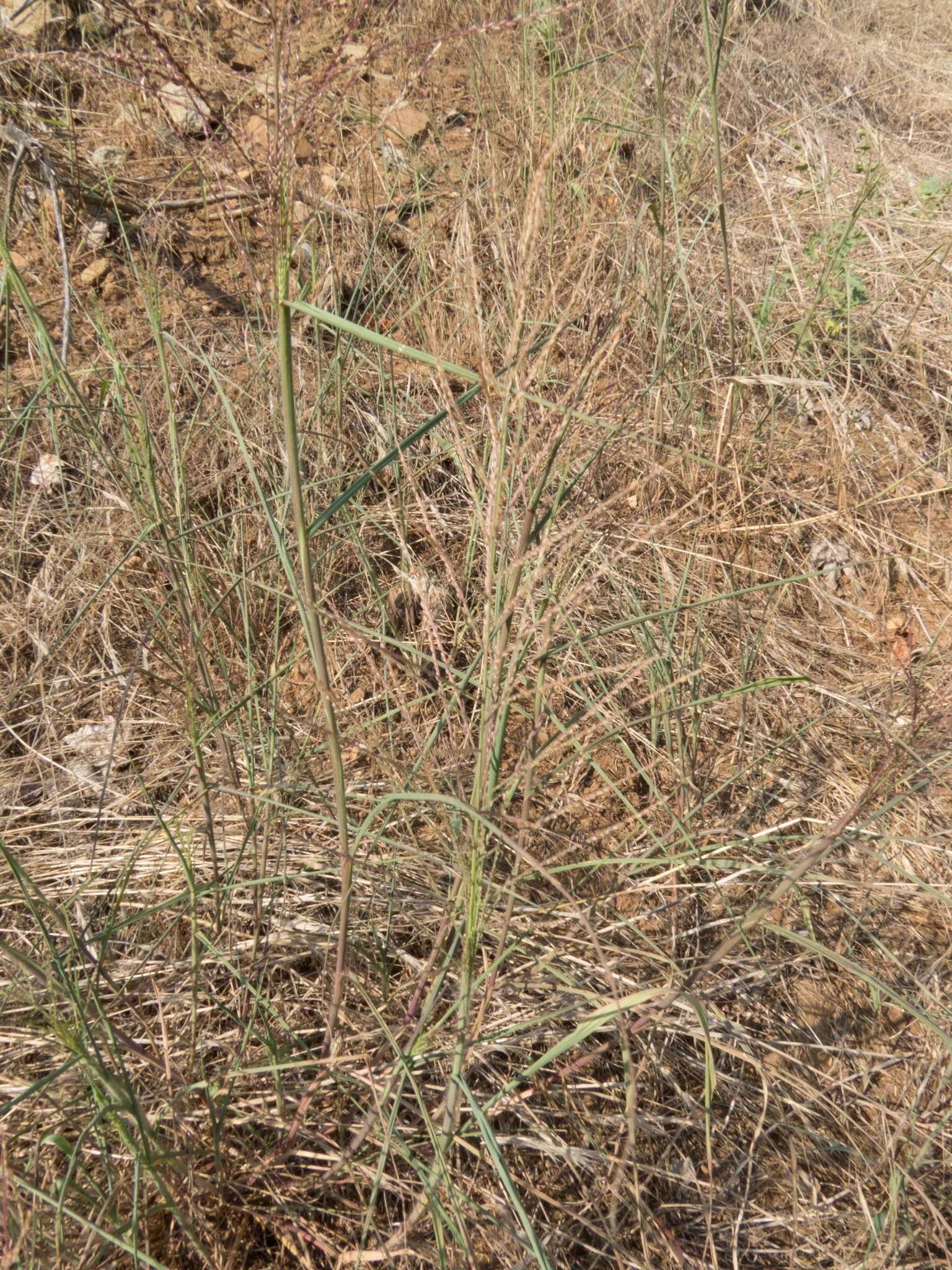 Слика од Leptochloa panicea subsp. brachiata (Steud.) N. Snow