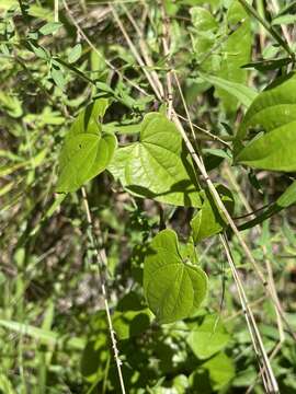 Image de Dioscorea floridana Bartlett