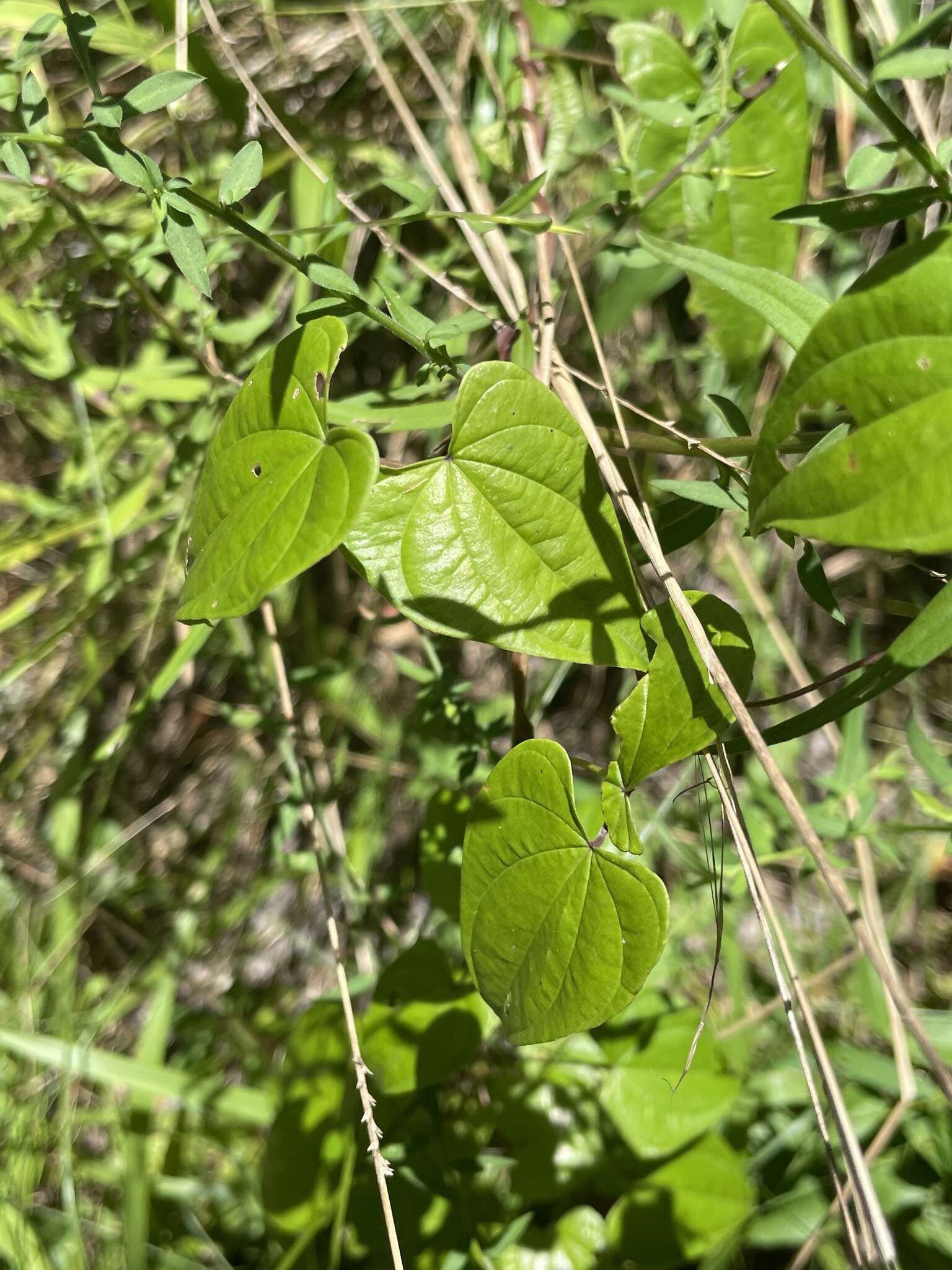 Dioscorea floridana Bartlett的圖片