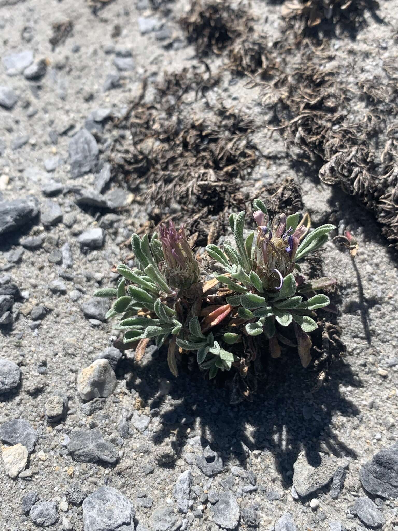 Image of Wyoming Townsend daisy