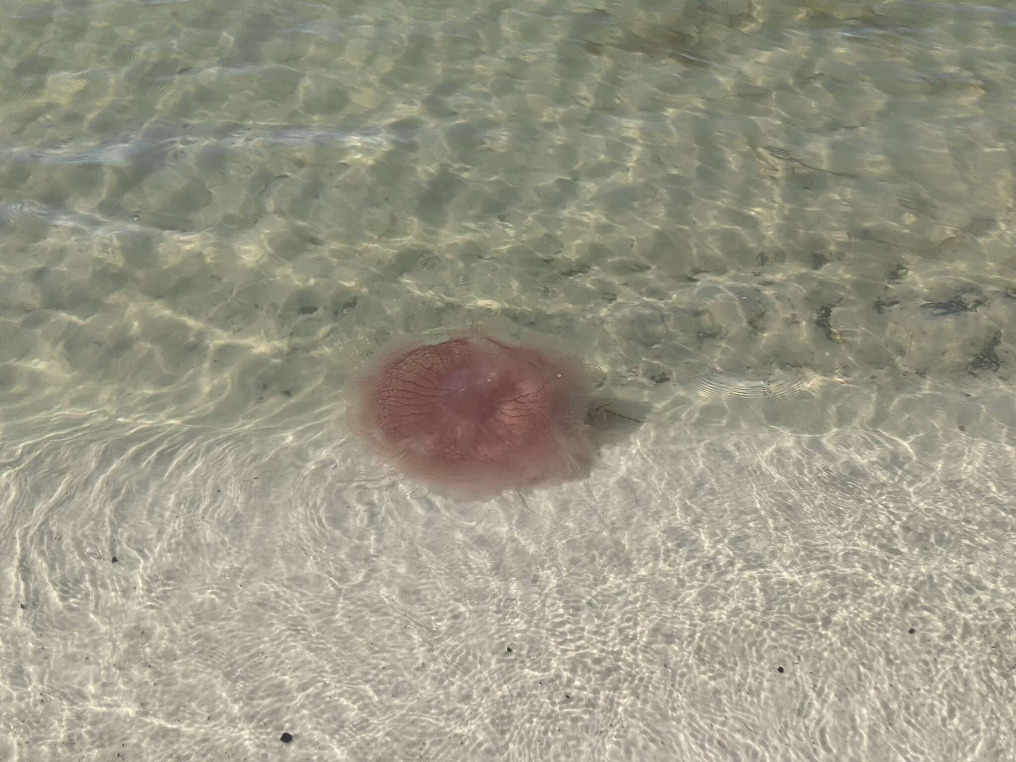 Image of larson's jellyfish