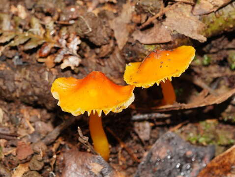 Слика од Hygrocybe xanthopoda A. M. Young 2000