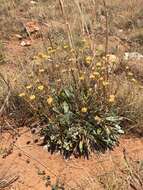 Image of Bright Yellow Everlasting