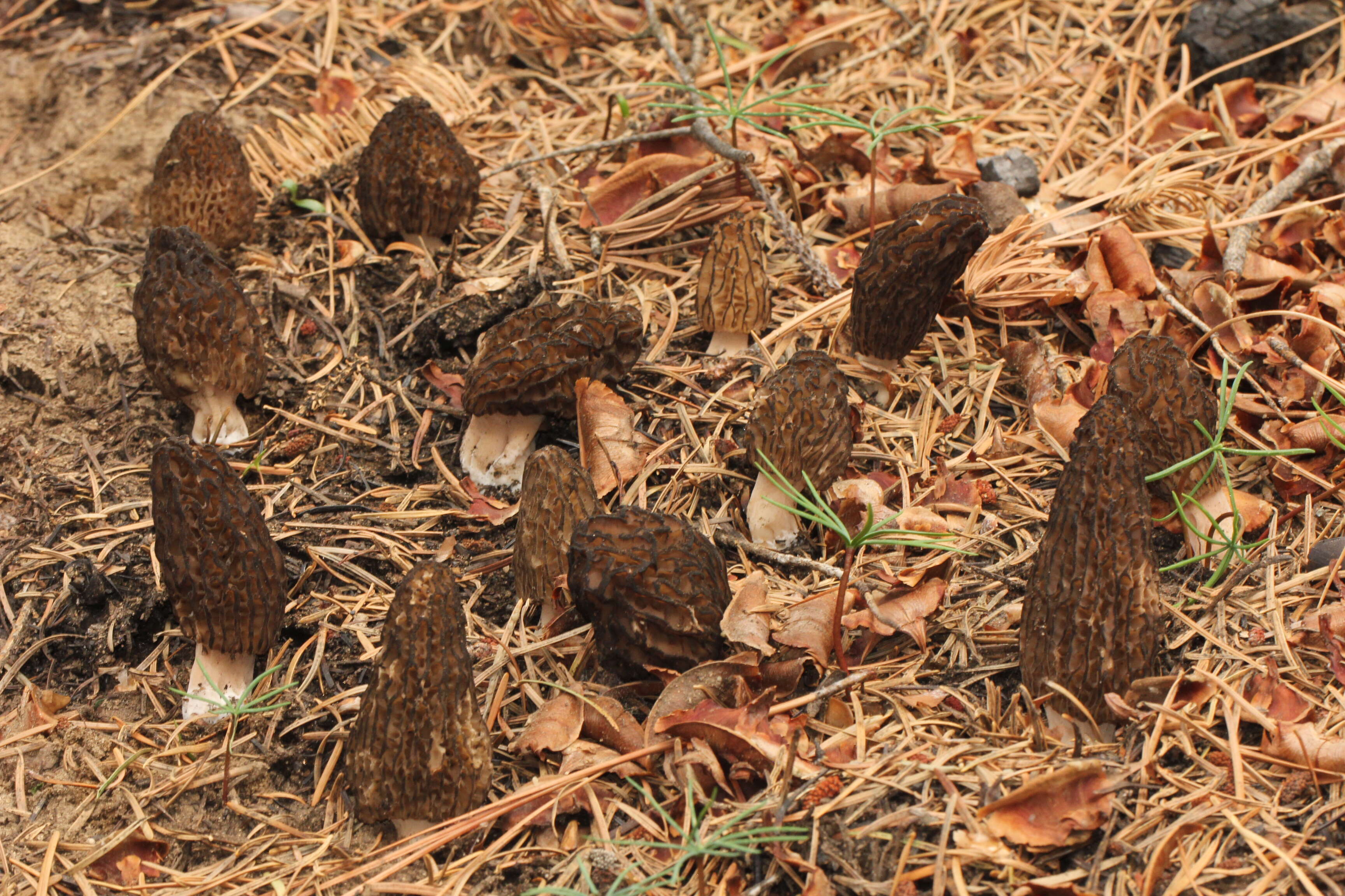 Image de Morchella sextelata M. Kuo 2012