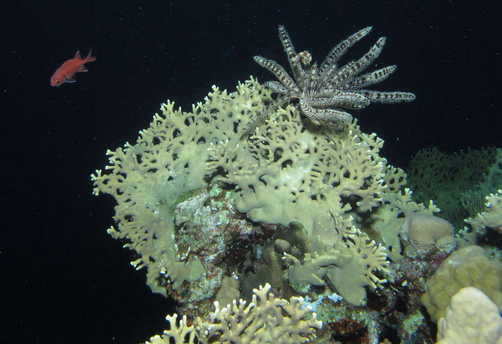 Image of Fire coral