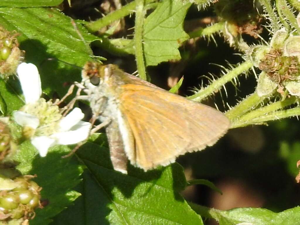 Image of Two-spotted Skipper