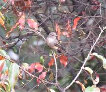 Image of Rufous-tailed Tyrant