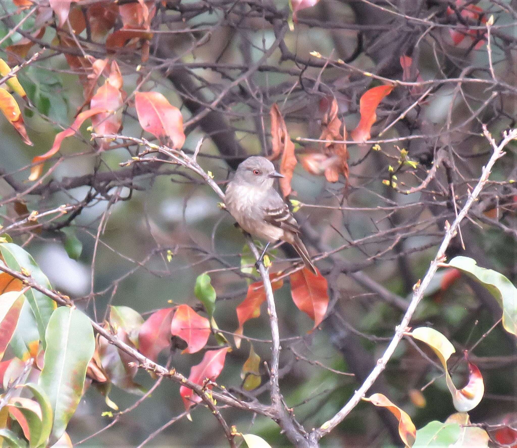 Image of Rufous-tailed Tyrant