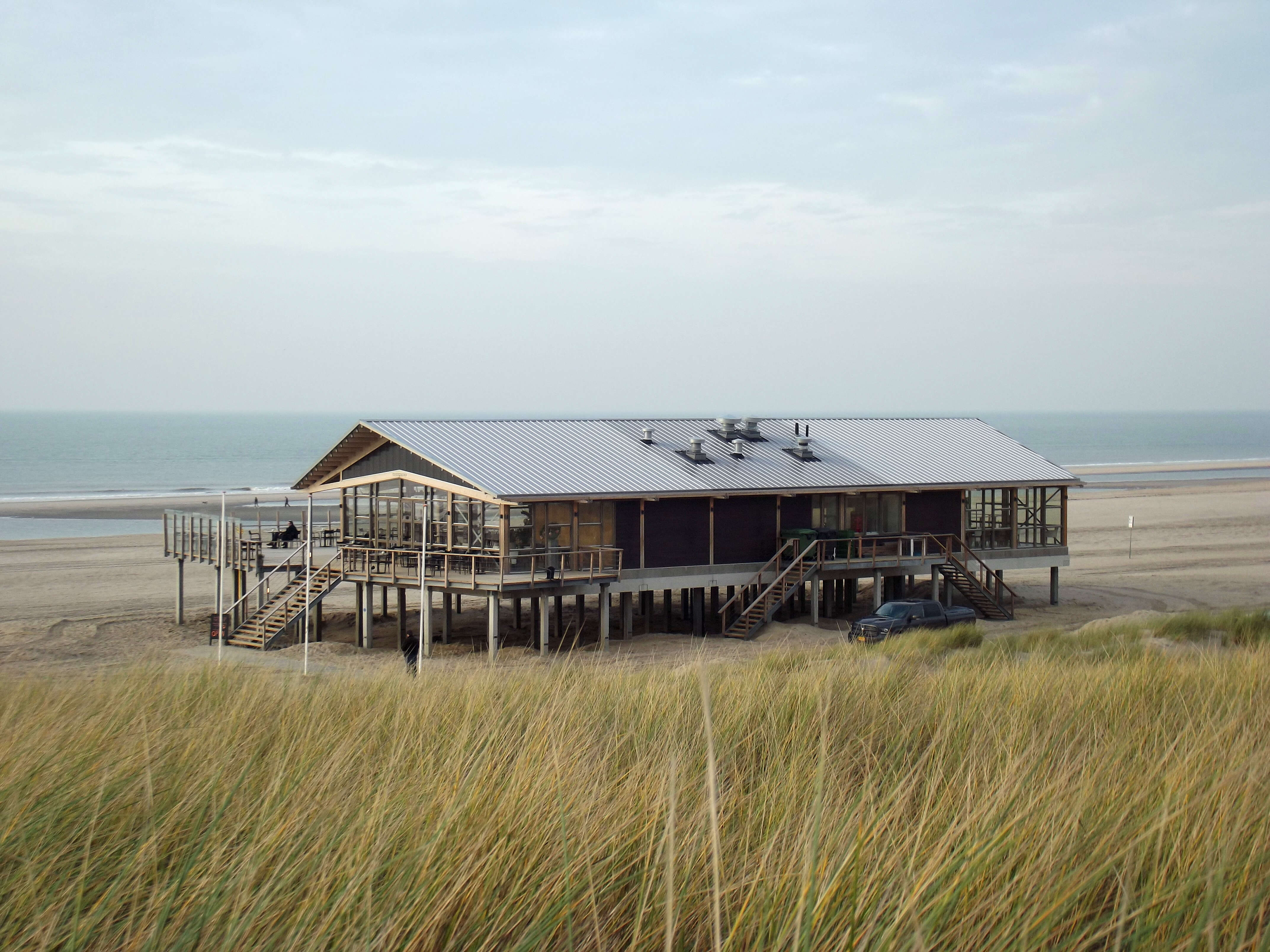 Image of European beachgrass