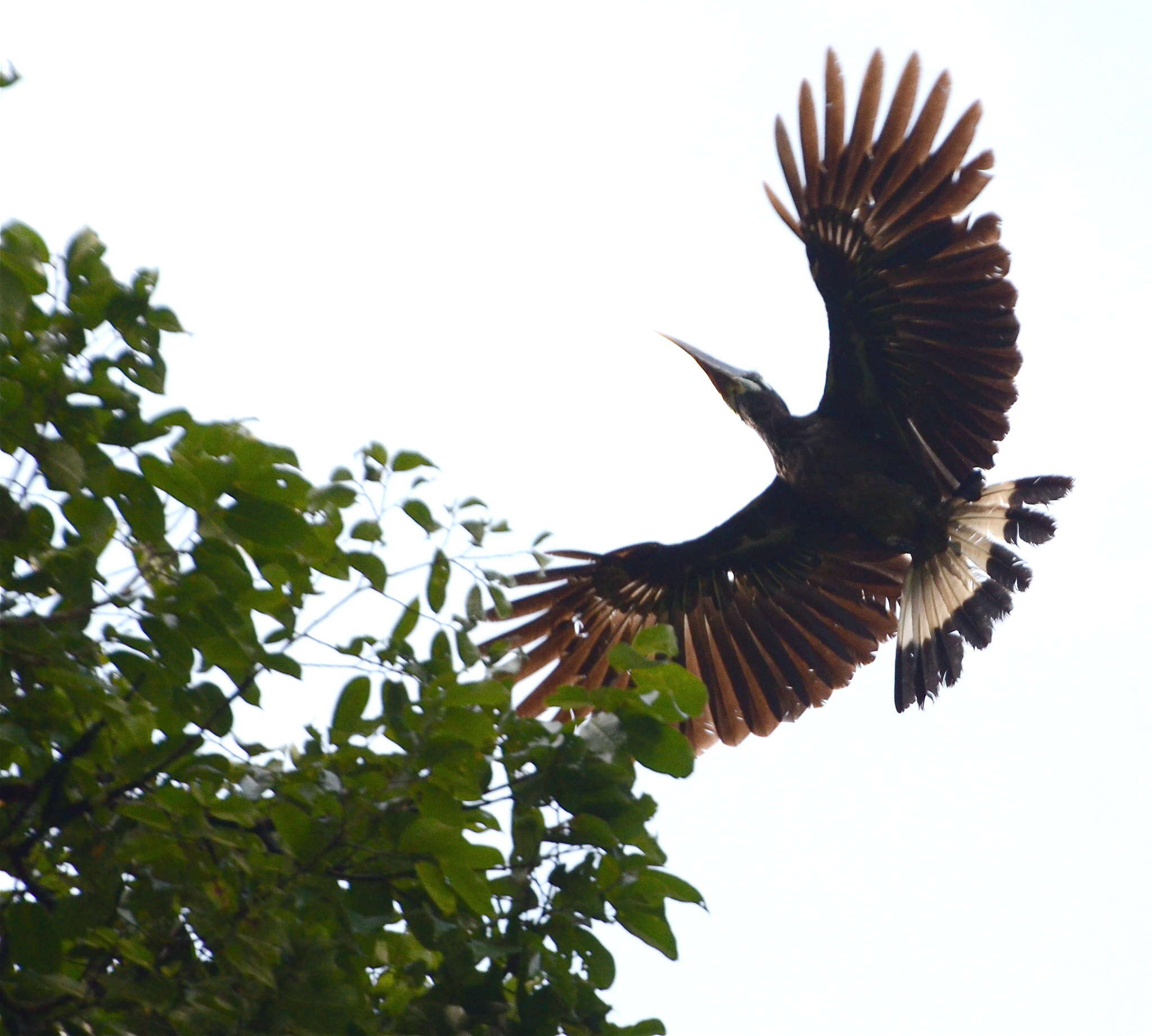 Image of Bushy-crested Hornbill