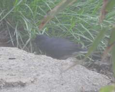 Image of Slaty Bunting