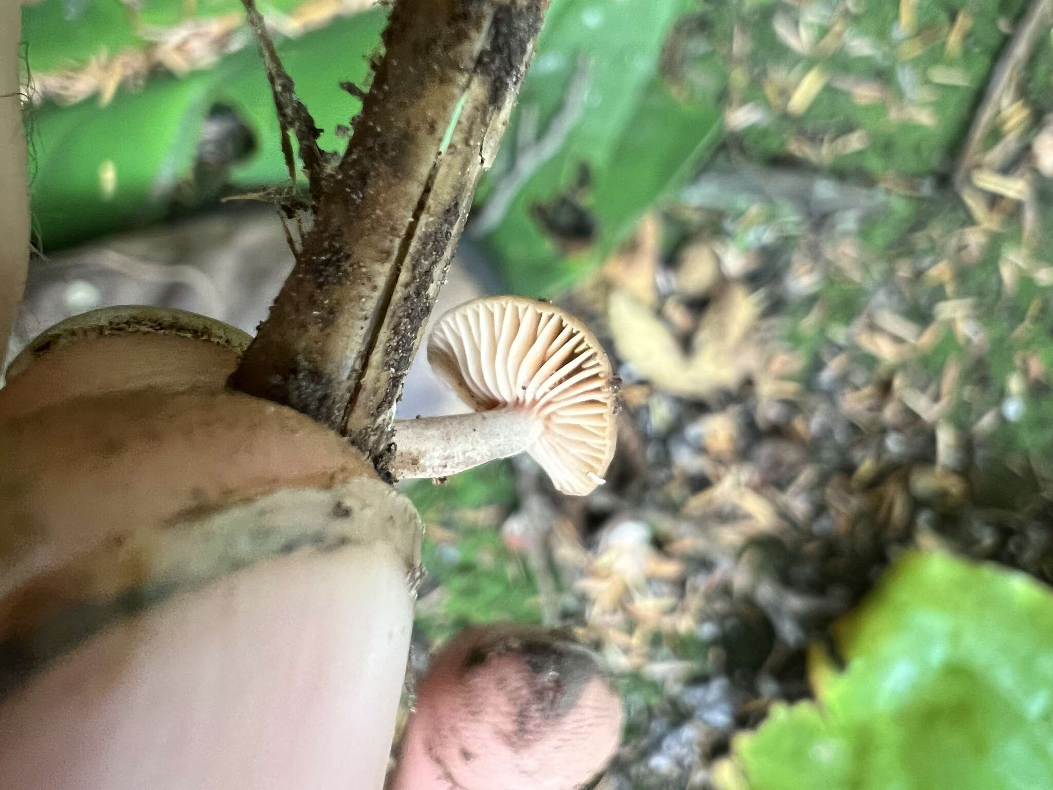 Imagem de Lactarius occidentalis A. H. Sm. 1960