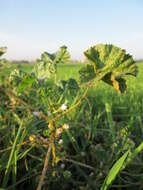 Image of common mallow