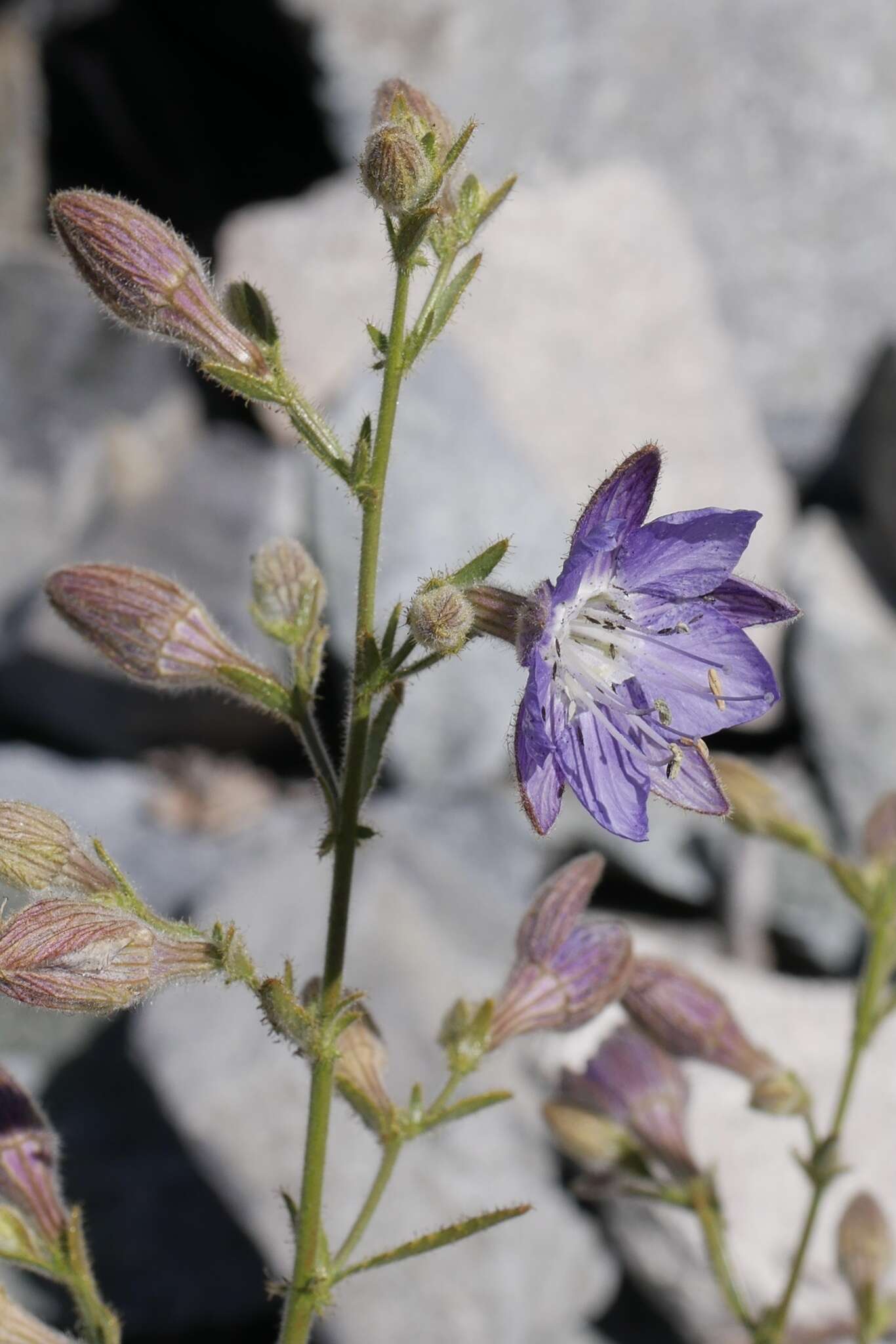 Imagem de Malesherbia linearifolia (Cav.) Poir.