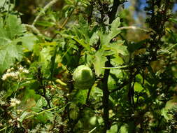 Image of Cucurbitella asperata (Gillies ex Hook. & Arn.) Walp.