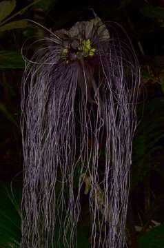 Image of black bat flower