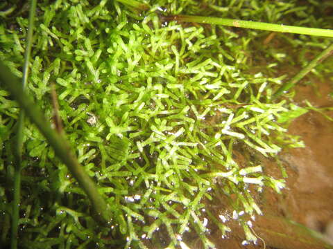 Imagem de Riccia stricta (Lindenb.) Perold