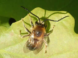 Image of Eucera longicornis (Linnaeus 1758)