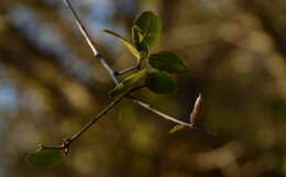 Image of interior live oak