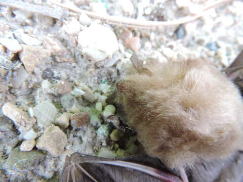 Image of Mexican Greater Funnel-eared Bat