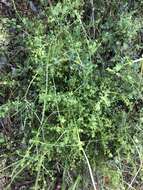 Image of graceful bedstraw