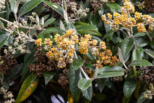 Image of Buddleja nitida Benth.