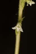 Image of Costa Rican lady's tresses