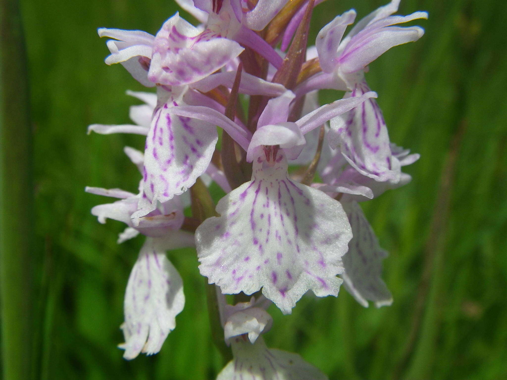 Image of Dactylorhiza maculata subsp. ericetorum (E. F. Linton) P. F. Hunt & Summerh.