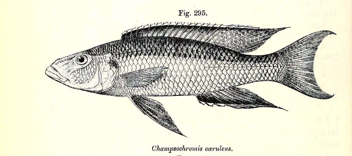 Image of Champsochromis