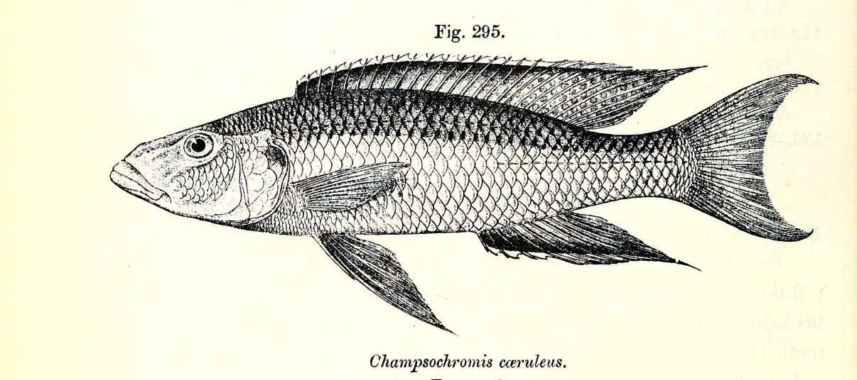 Image de Champsochromis