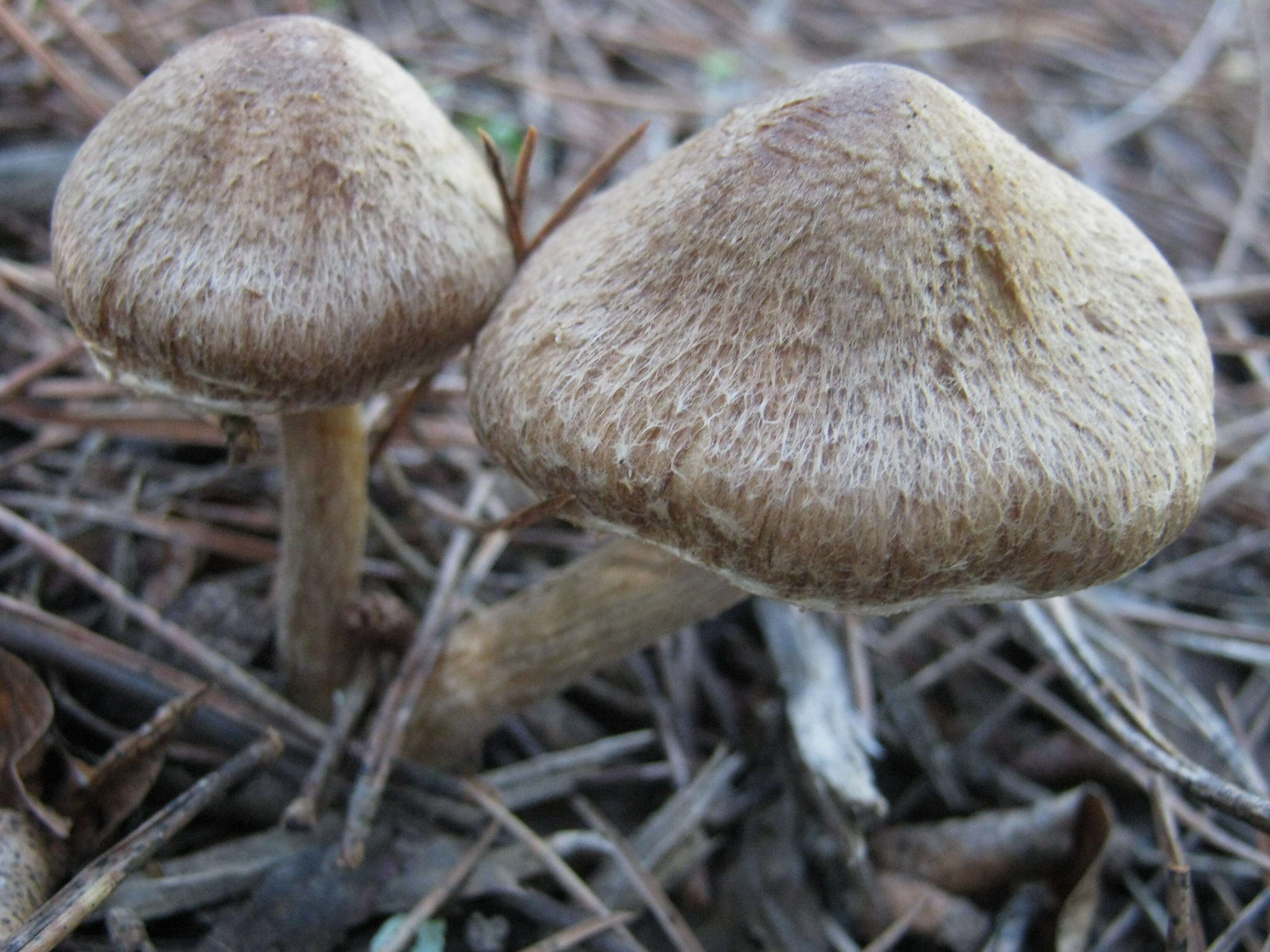 Imagem de Inocybe bongardii (Weinm.) Quél. 1872