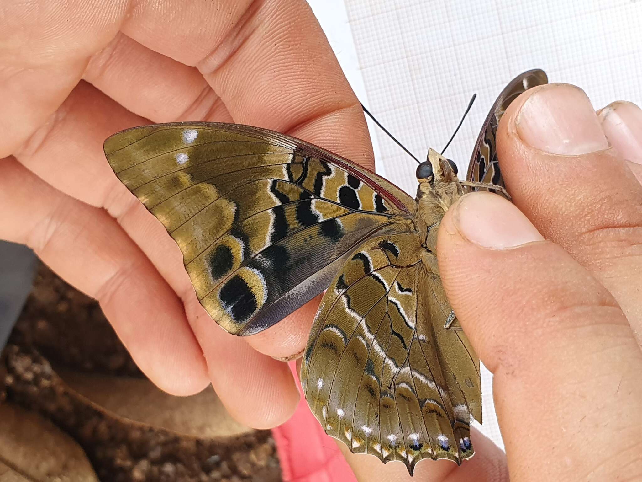 Image of Charaxes numenes Hewitson 1859