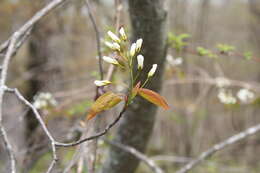 Image of Allegheny Serviceberry