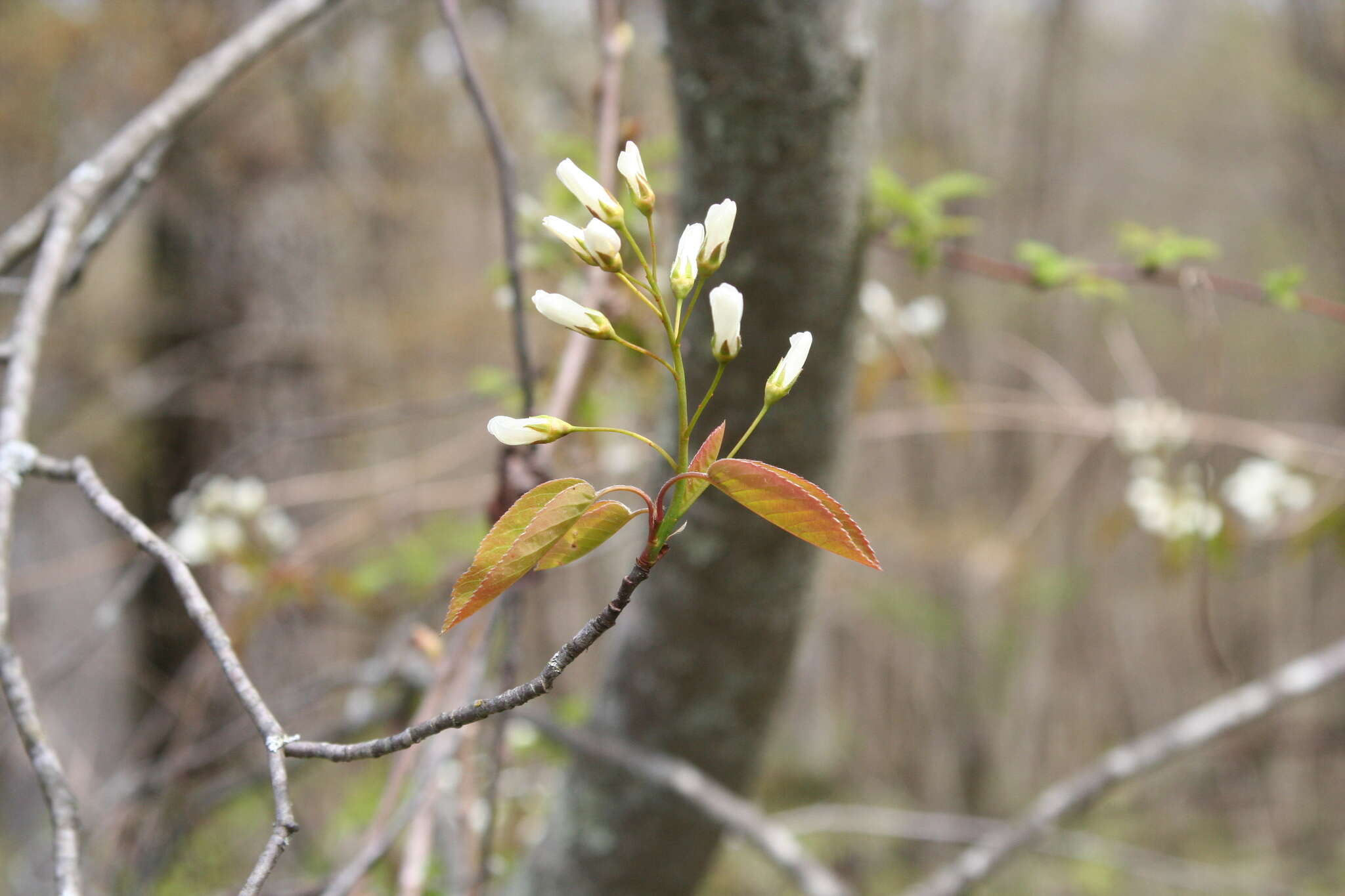 Image of Allegheny Serviceberry